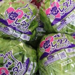 ピンクのハート「こだわり惚レタス」